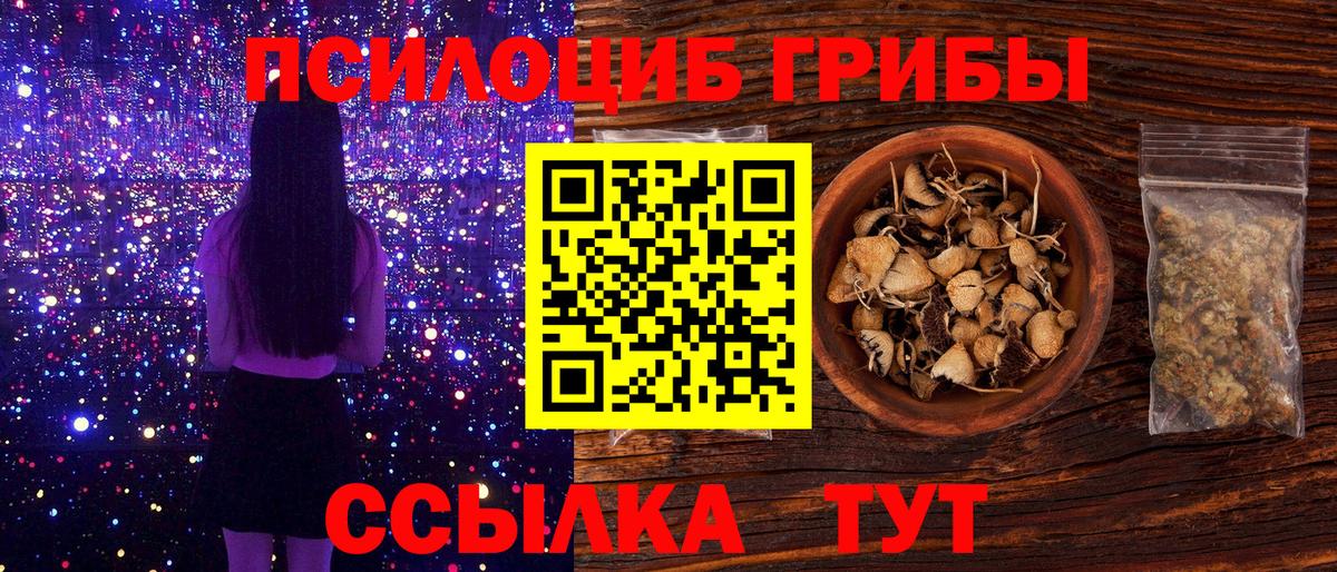 Галлюциногенные грибы Psilocybe Алейск